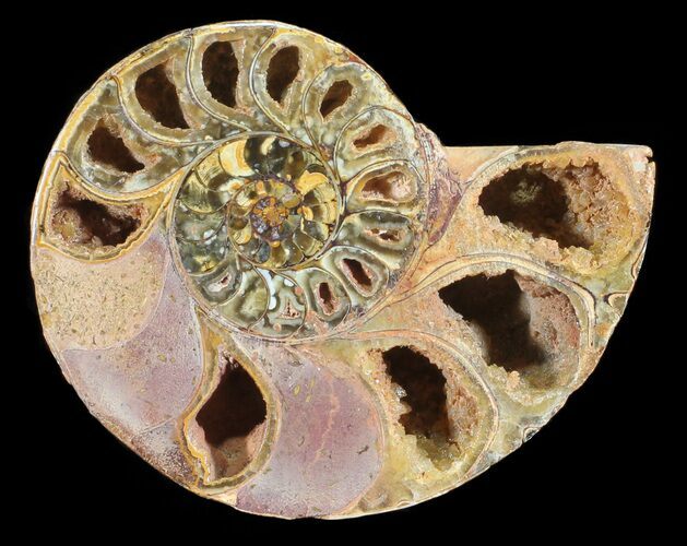Sliced, Agatized Ammonite Fossil (Half) - Jurassic #54046